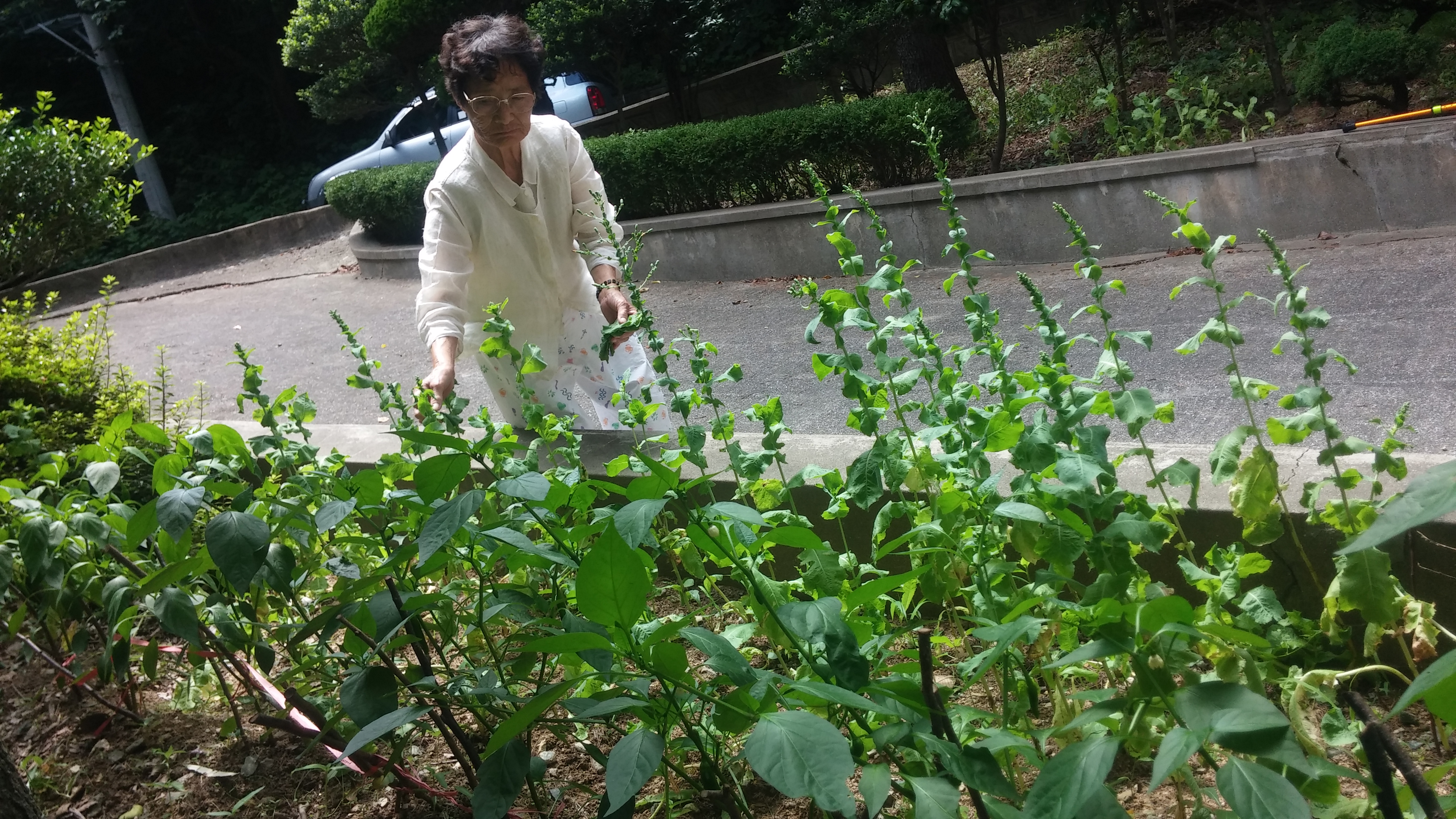 원예치료